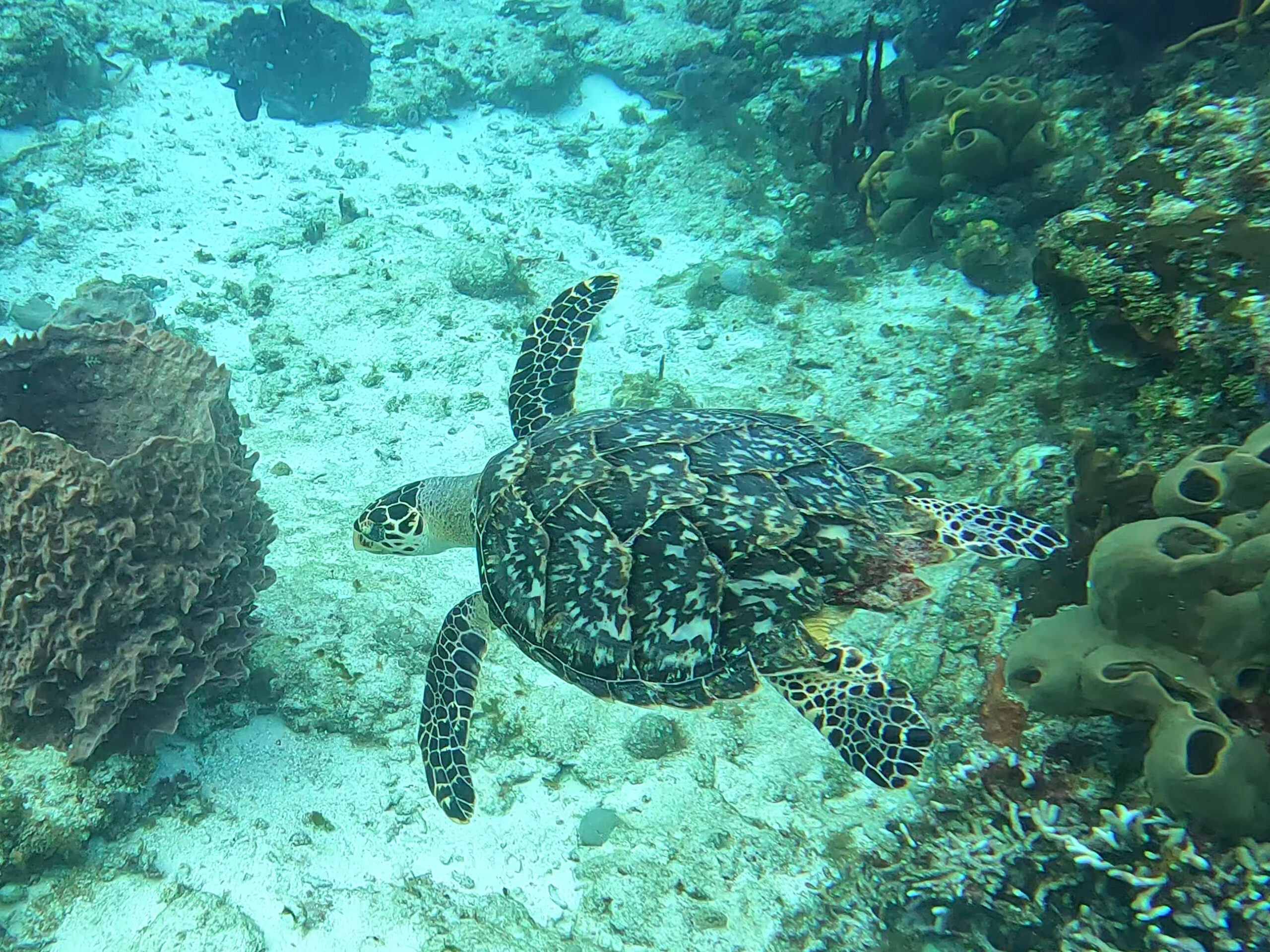 Scuba Diving In Cozumel Revel In Roaming