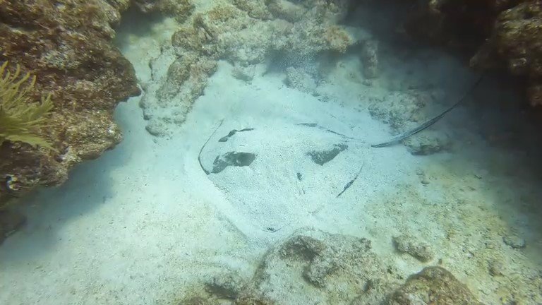 Eagle Ray hiding in the sand