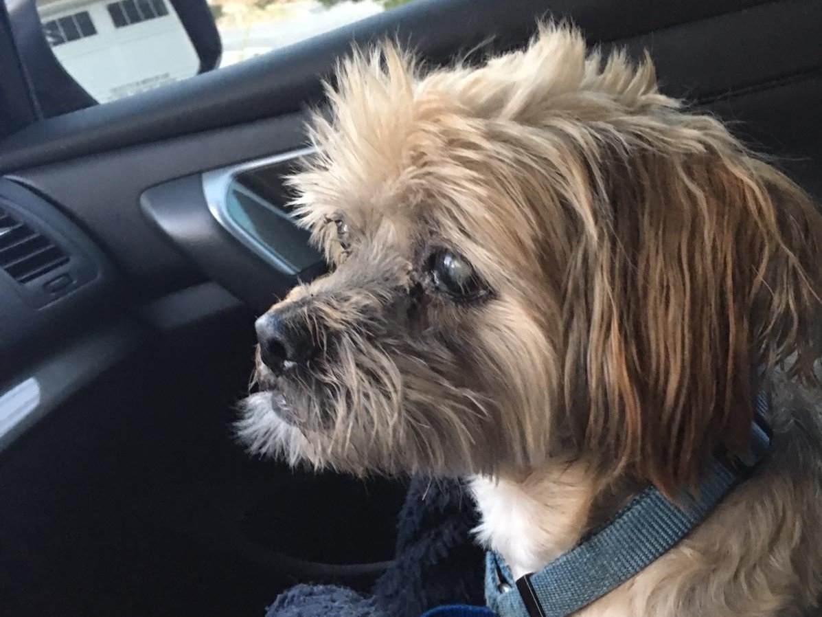 Our Lhasa Apso pup riding in the car with his trusted housesitter.